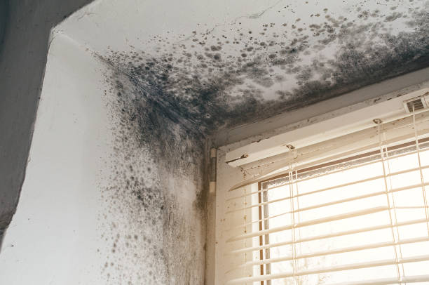 Affordable Mold Removal solutions in Wilson, PA